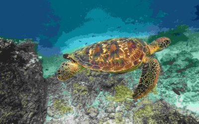 The One Thing Some Travel Agencies Won’t Tell You