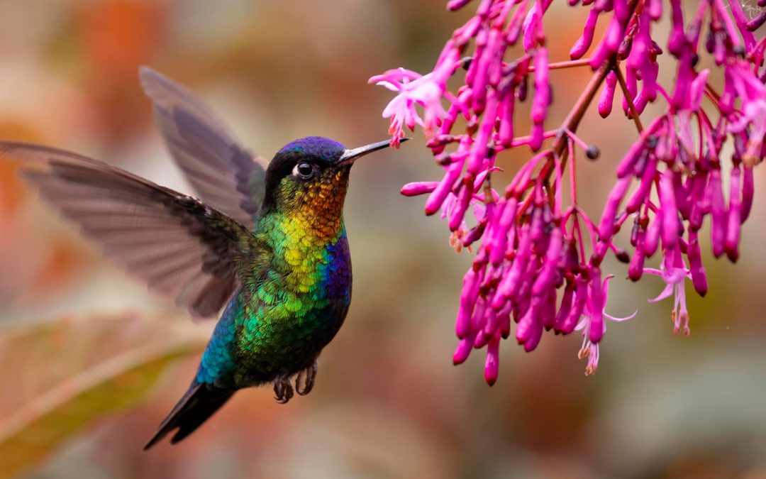 How Likely Are You to See Wildlife in Its Natural Habitat During a Costa Rica Luxury Tour?