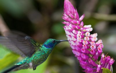 How Likely Are You to See Wildlife in Its Natural Habitat During a Costa Rica Luxury Tour?