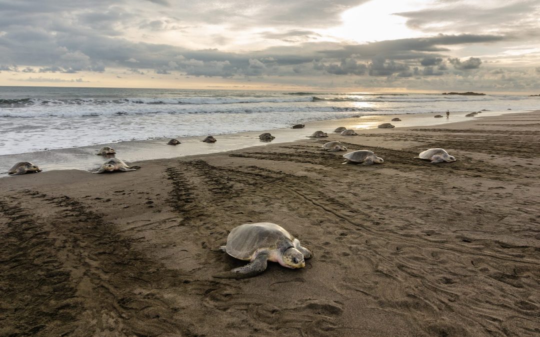 Costa Rica Luxury Tours: See Turtle Nesting & Whale Migrations