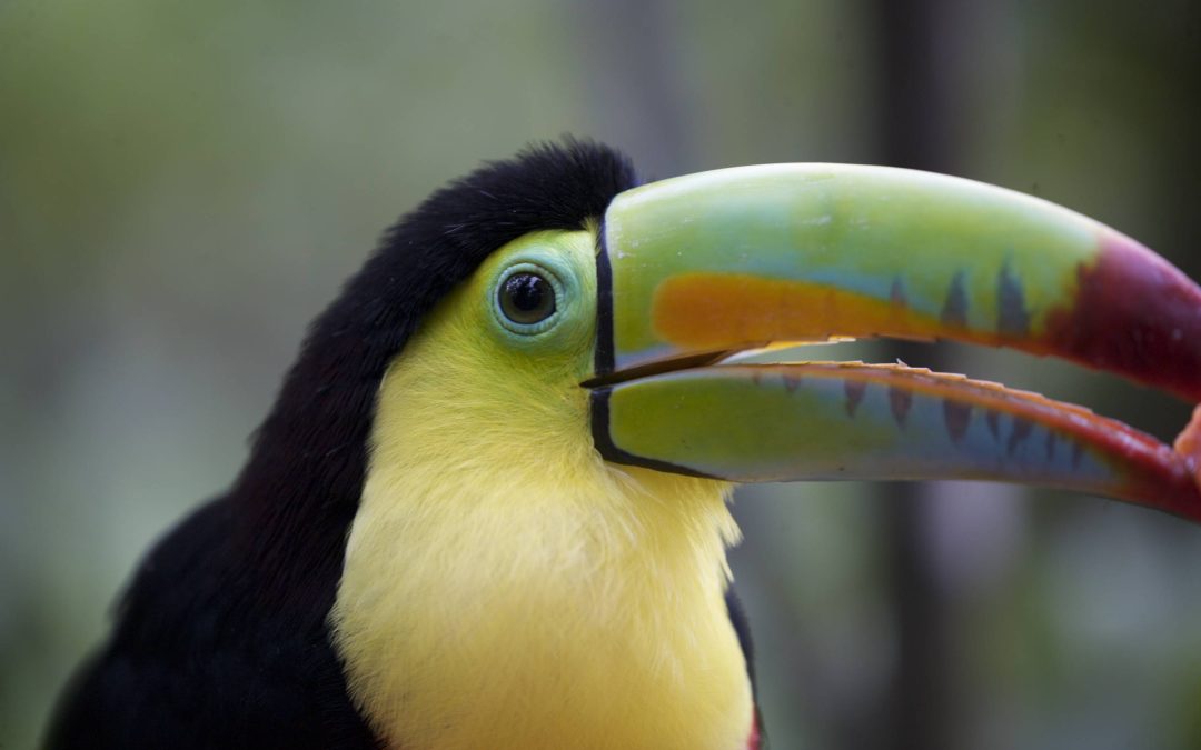 The Ultimate Costa Rica Luxury Travel Guide