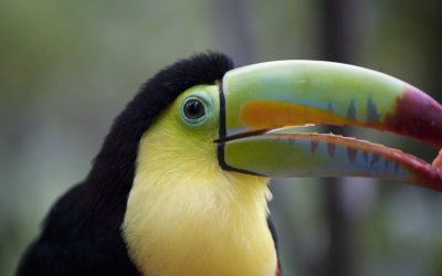 The Ultimate Costa Rica Luxury Travel Guide