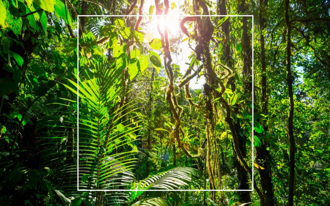Discover Costa Rica: A Luxury Travel Guide by Local Experts