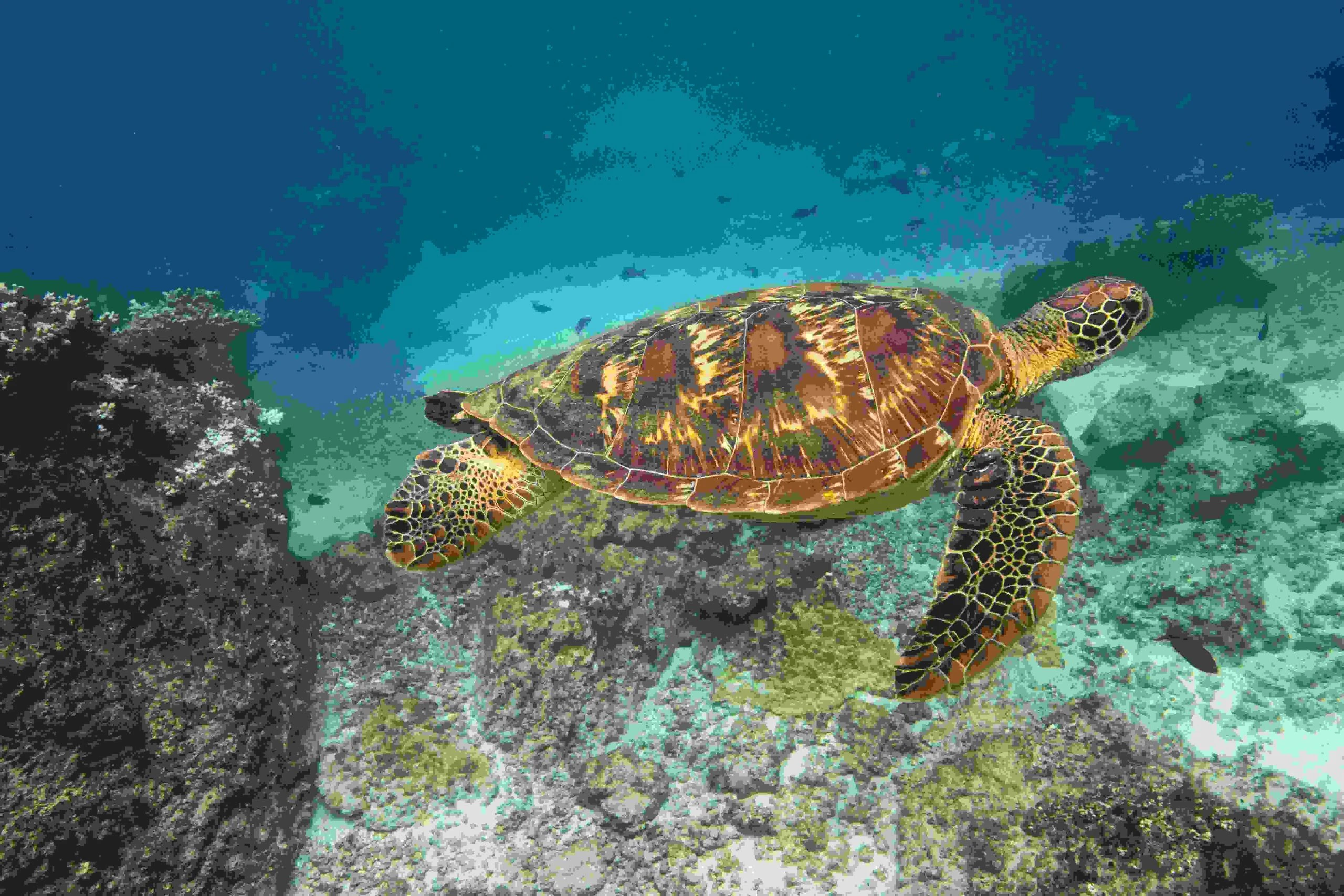 Turtle