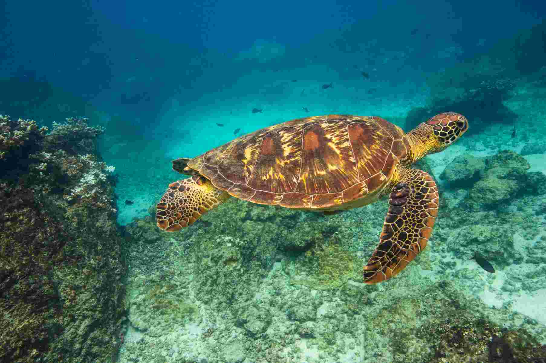 Turtle in Water