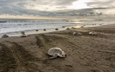 Costa Rica Luxury Tours: See Turtle Nesting & Whale Migrations