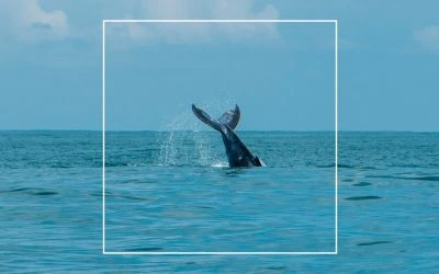 Costa Rica Luxury Vacations: Custom Whale Watching Tours