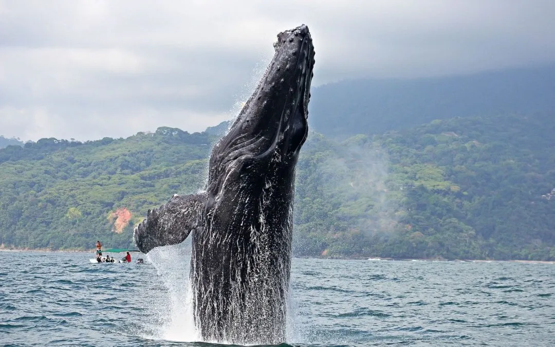 Costa Rica Luxury Vacations: Custom Whale Watching Tours