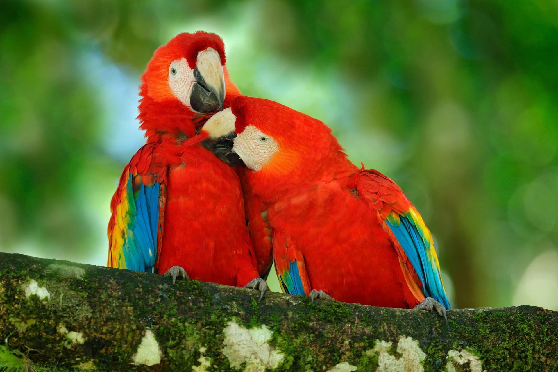 Scarlet Macaw (Ara macao), Ara arakanga, Puerto Viejo, Costa Rica