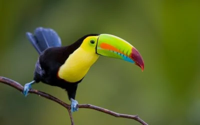 The Ultimate Costa Rica Luxury Travel Guide